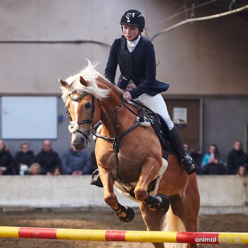 Haflinger Myra billede 35