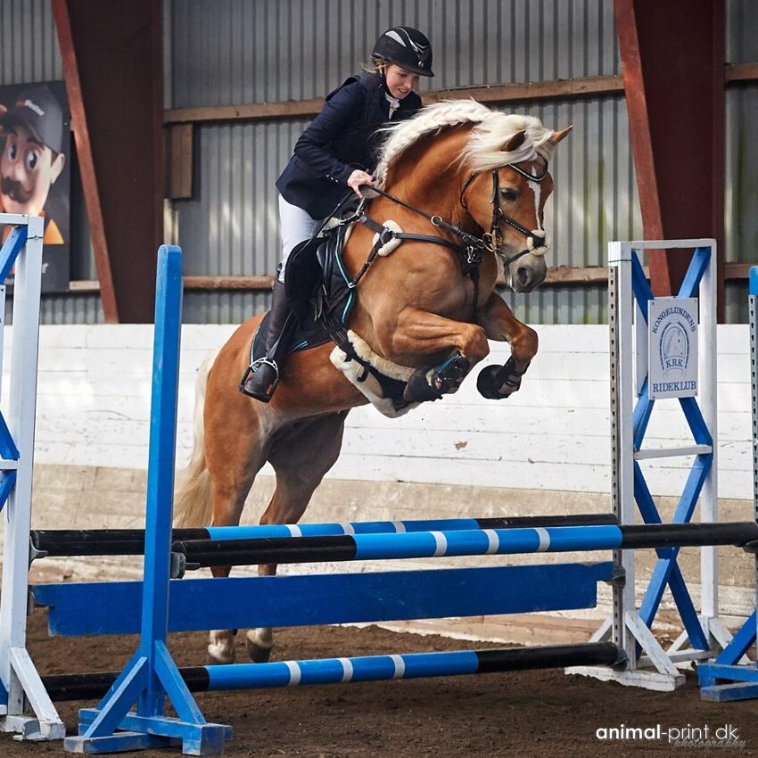 Haflinger Myra billede 34