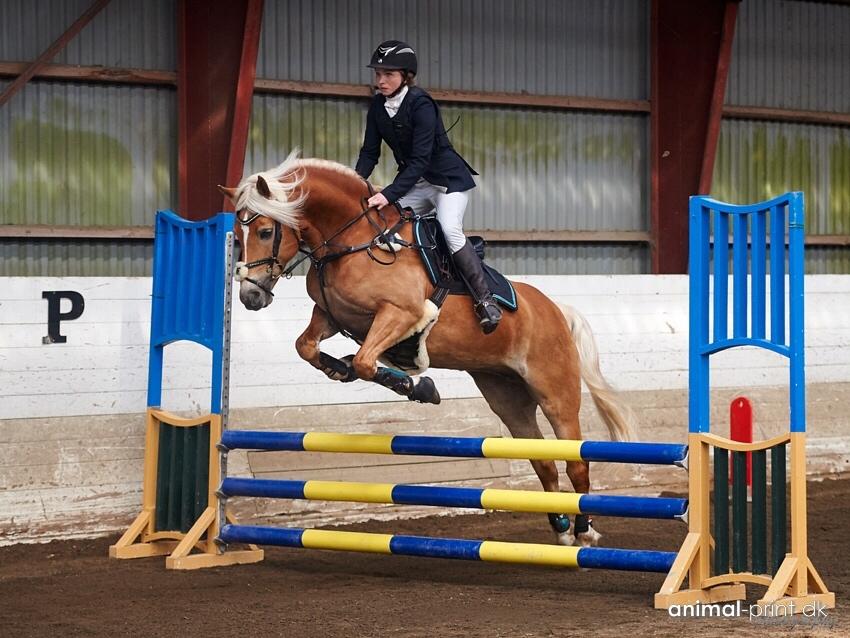 Haflinger Myra billede 36