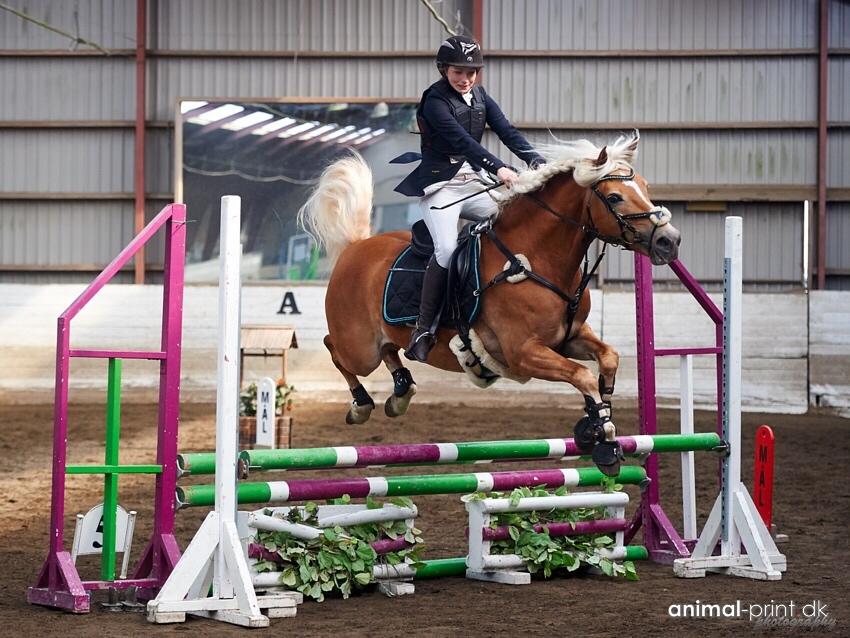 Haflinger Myra billede 37