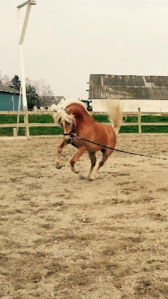 Haflinger Myra billede 38