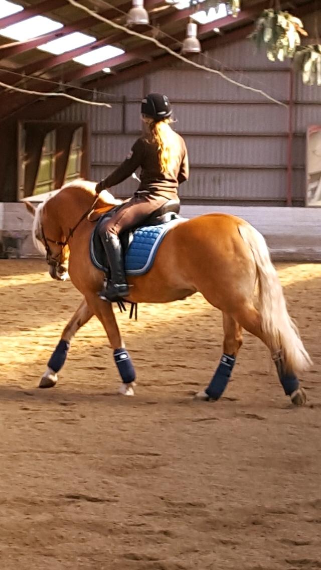 Haflinger Myra billede 39