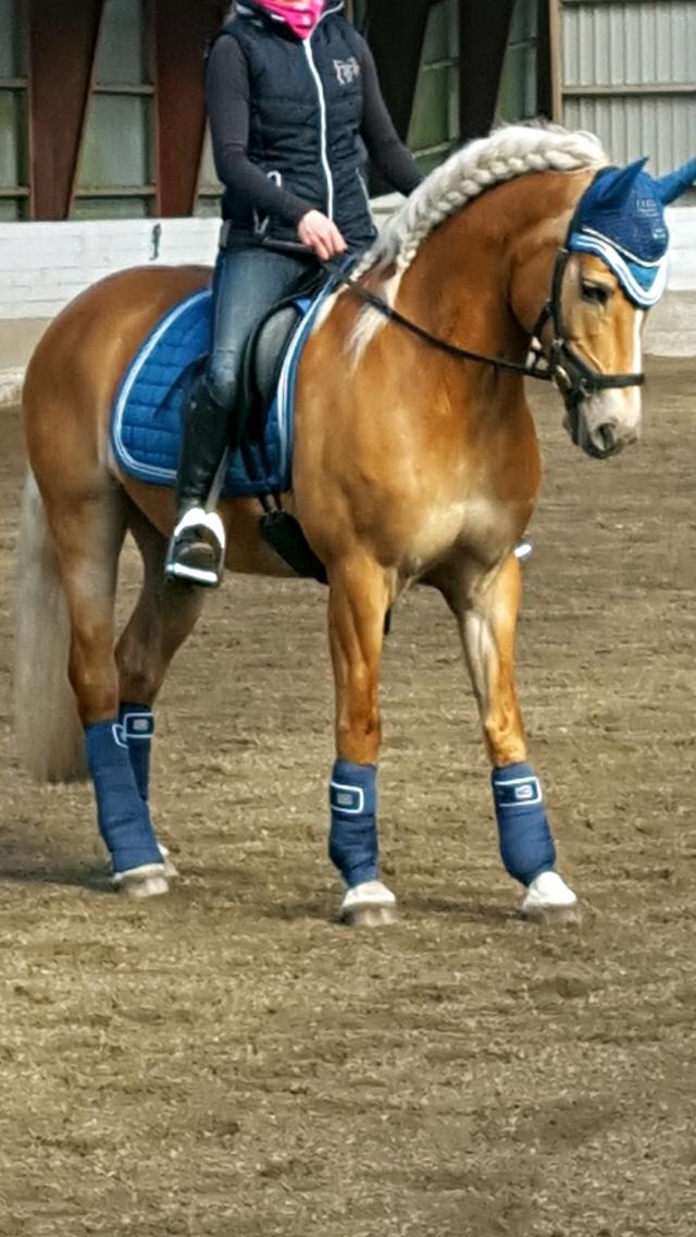 Haflinger Myra billede 41