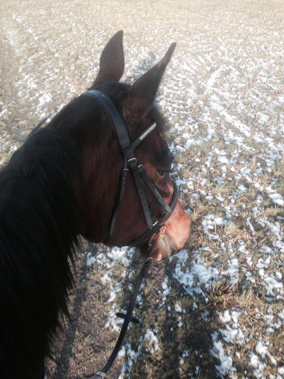 Traver Goodwiththebad NO - vores første ridetur sammen❤️❤️ billede 1