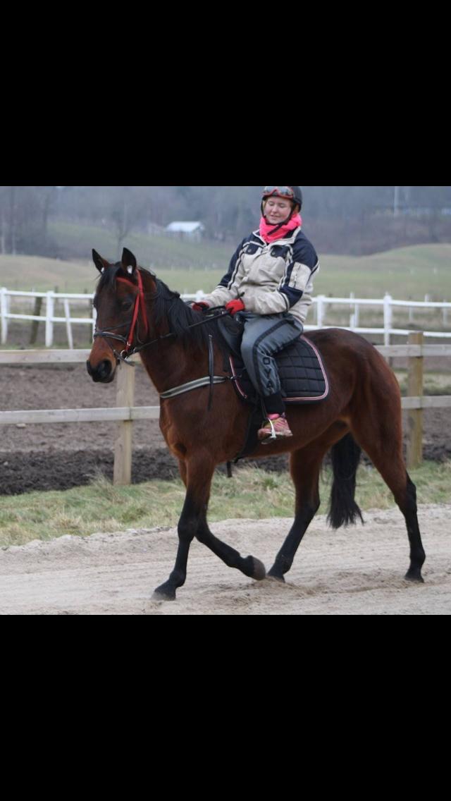 Traver Goodwiththebad NO - nede på mit gamle arbejde på hovhedegård hestecenter, hvor vi havde været ude og intervaltræne❤️ billede 2