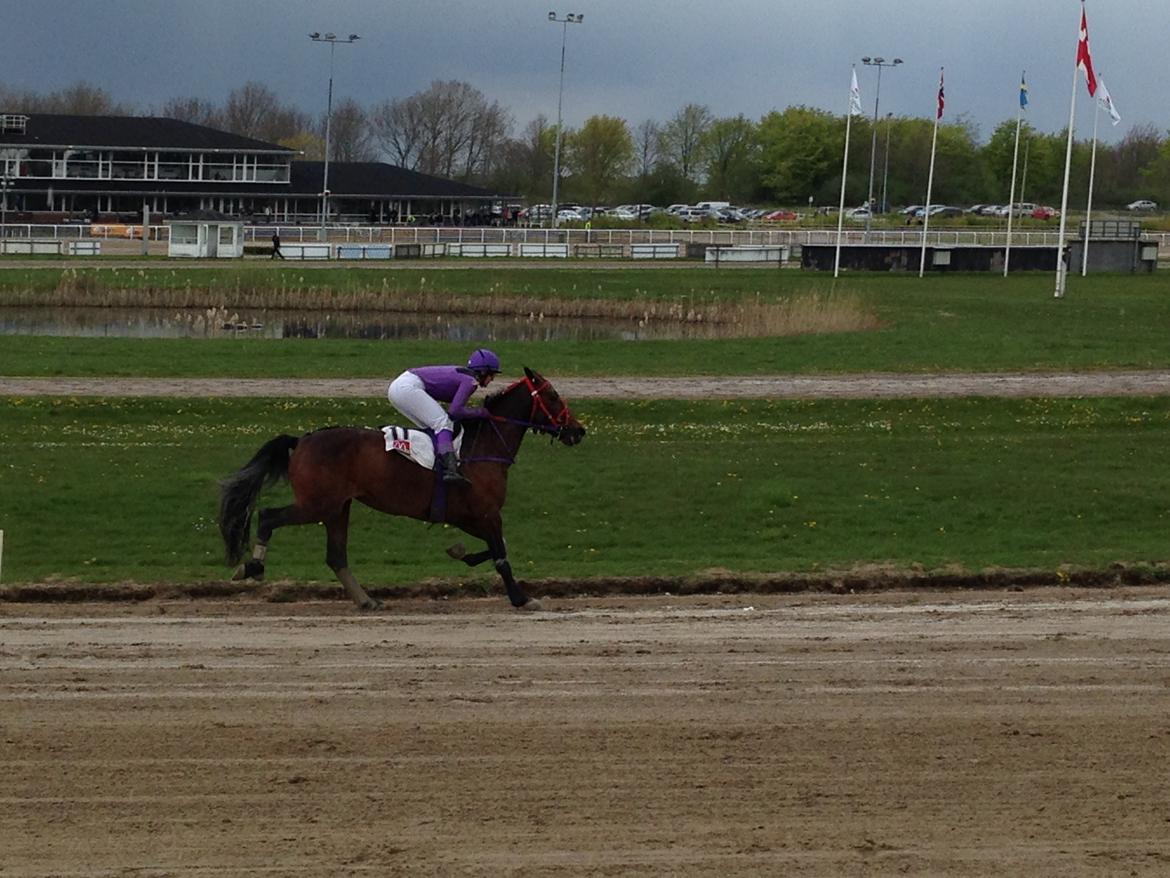 Traver Goodwiththebad NO - ude i monte prøveløb med ac for at få en godkendt tid🐎🐎 billede 3