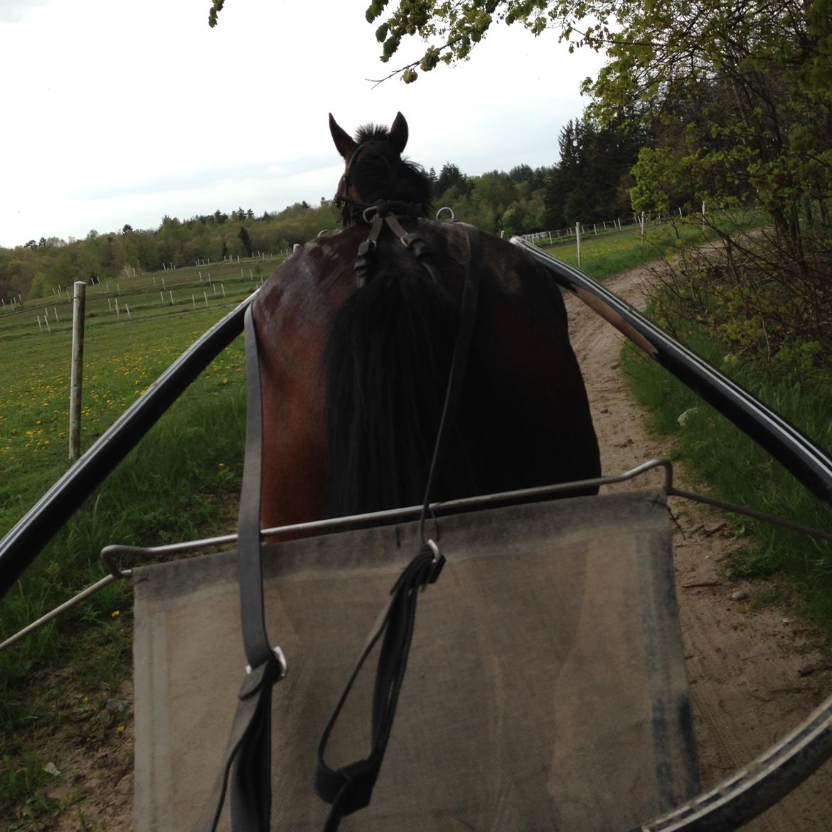 Traver Goodwiththebad NO - her er vi lige ude og trille en tur en dejlig sommeraften😻🐎 billede 4