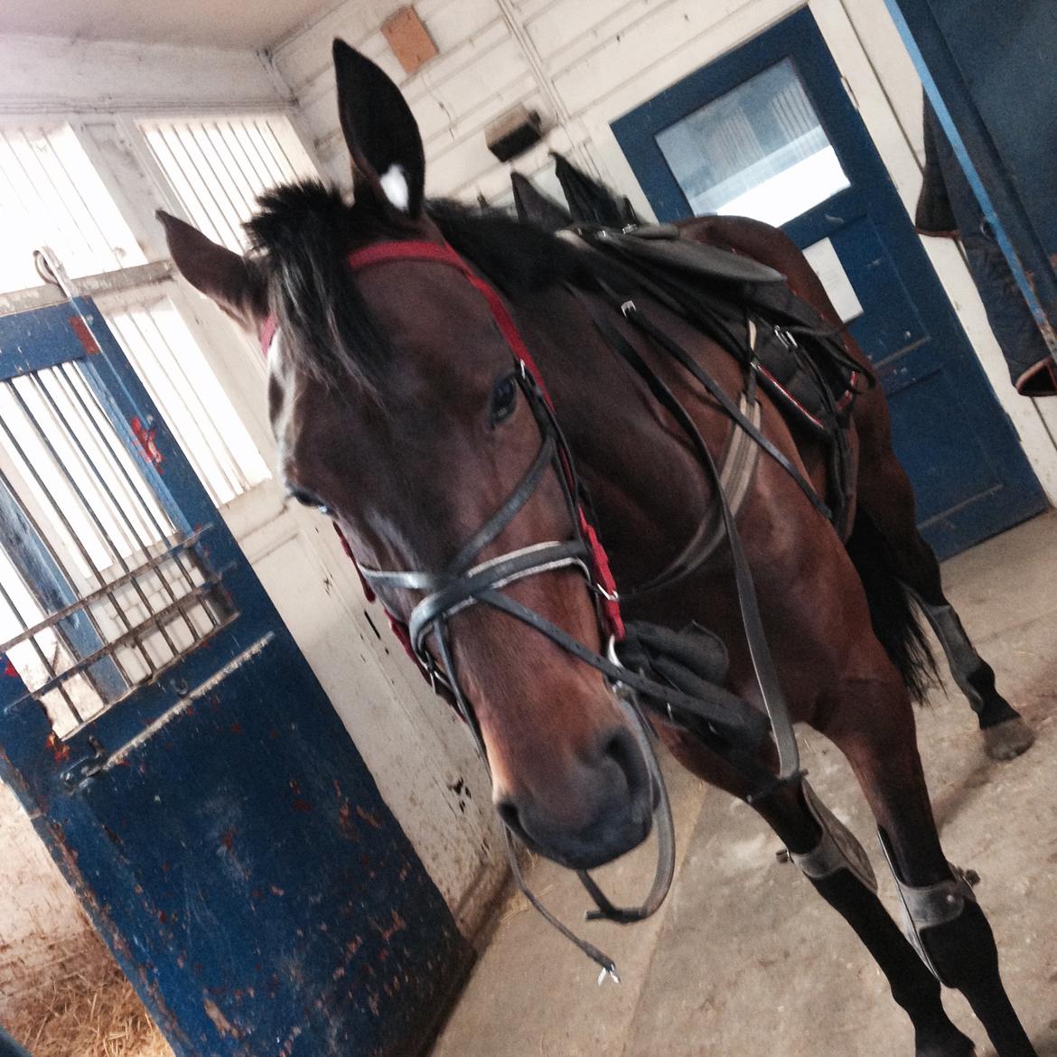 Traver Goodwiththebad NO - på banen for første gang med hende til licens undervisning 😘 billede 5