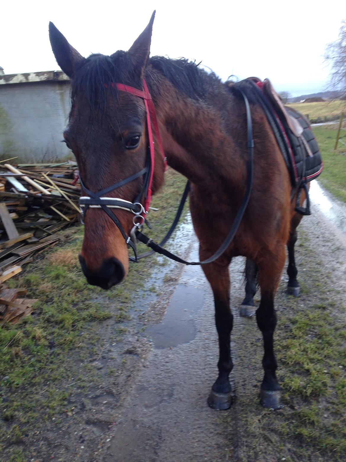 Traver Goodwiththebad NO billede 16