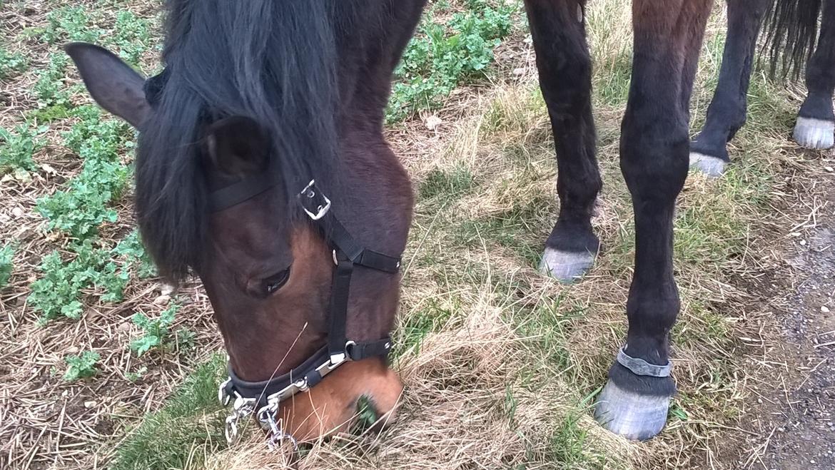 Traver Oasis Simoni - Hygge Hest <3 er ud af gå tur ;O) og det nyder han billede 6