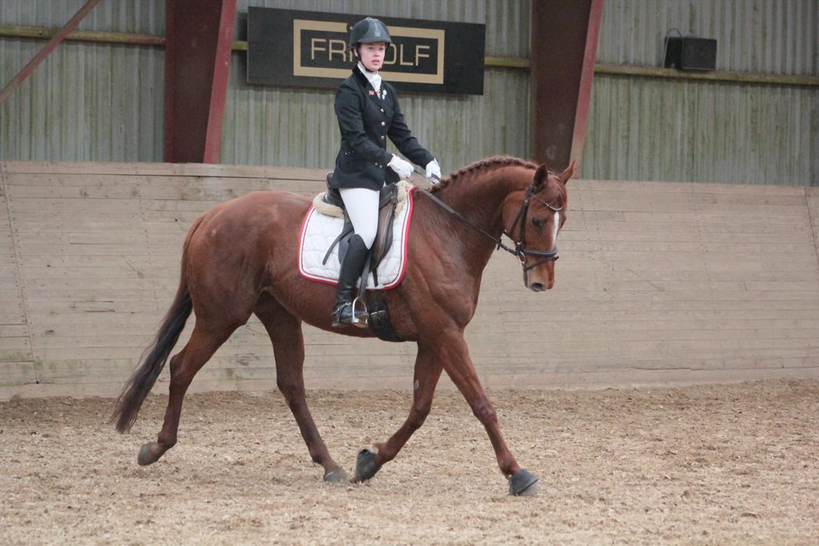 Fuldblod (XX) Red lightning xx (den) - Rødes første dressur stævne 2016. billede 1