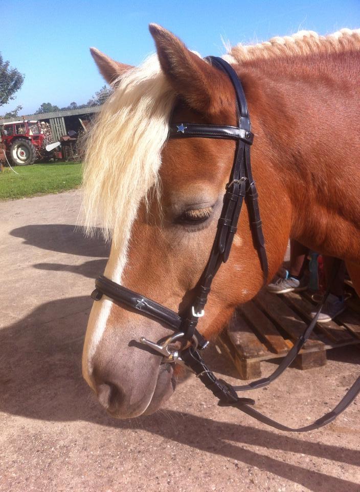 Haflinger Beauty billede 13