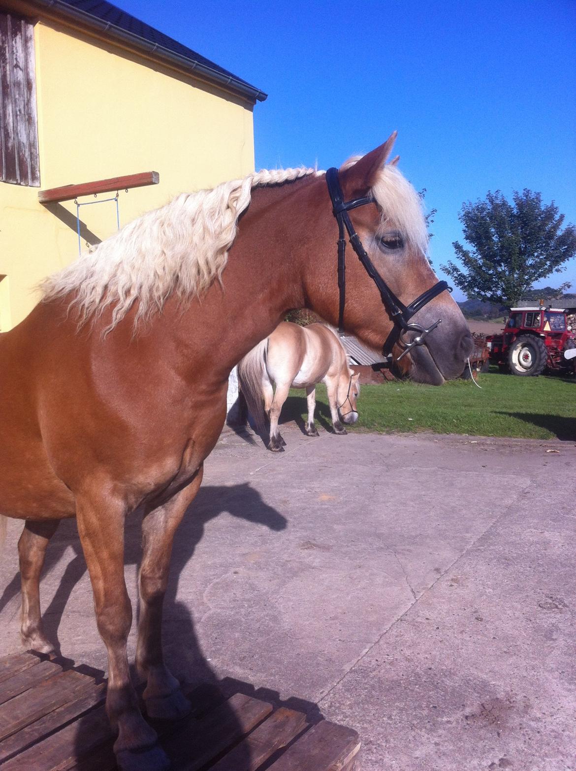 Haflinger Beauty billede 16