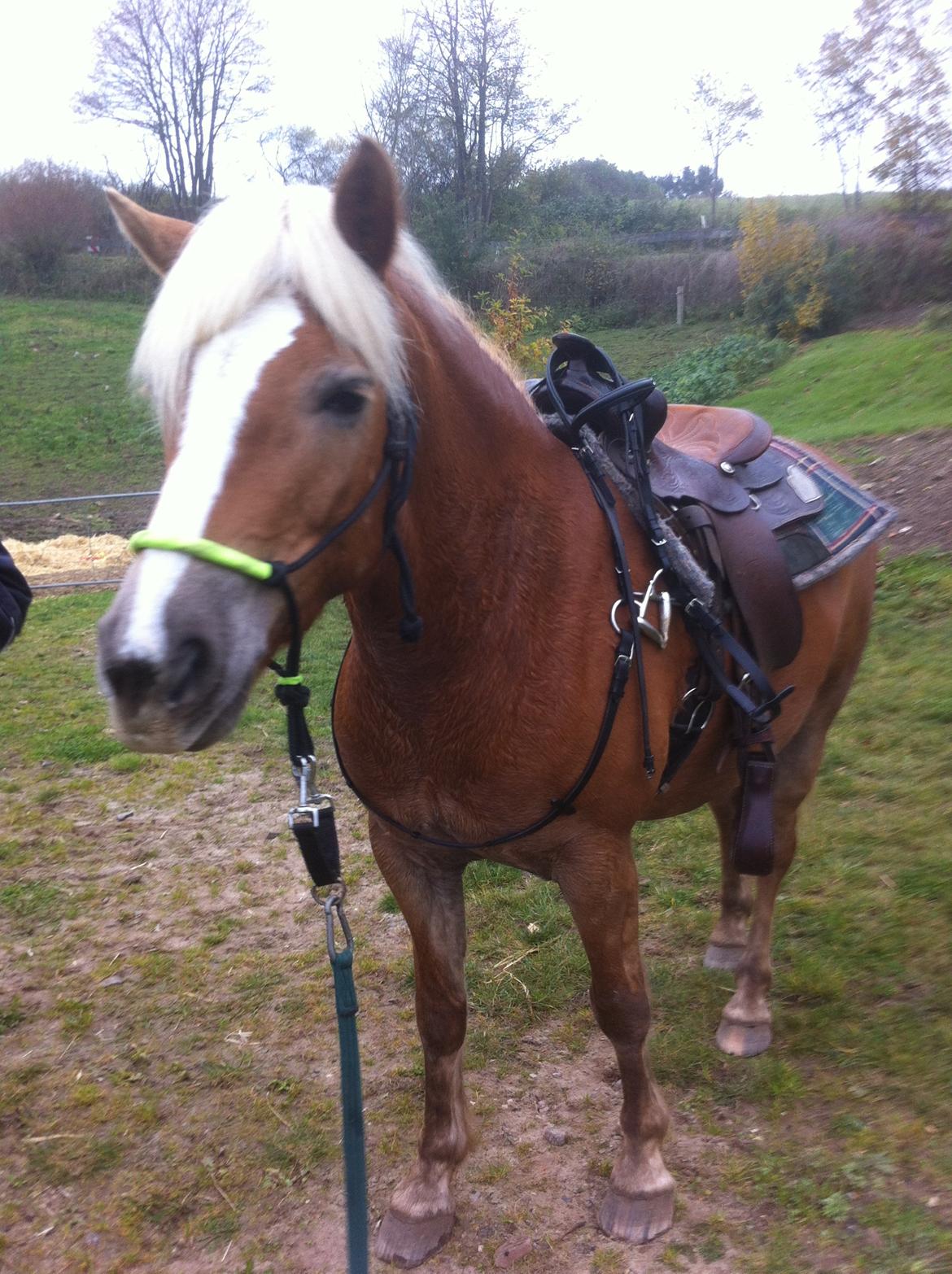Haflinger Beauty billede 18