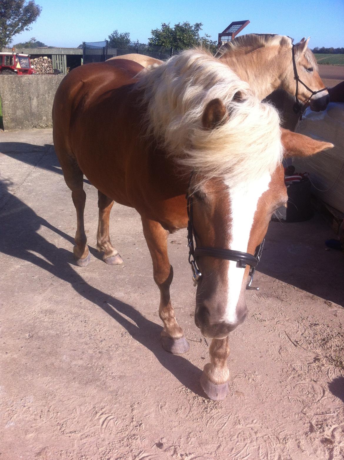 Haflinger Beauty billede 15