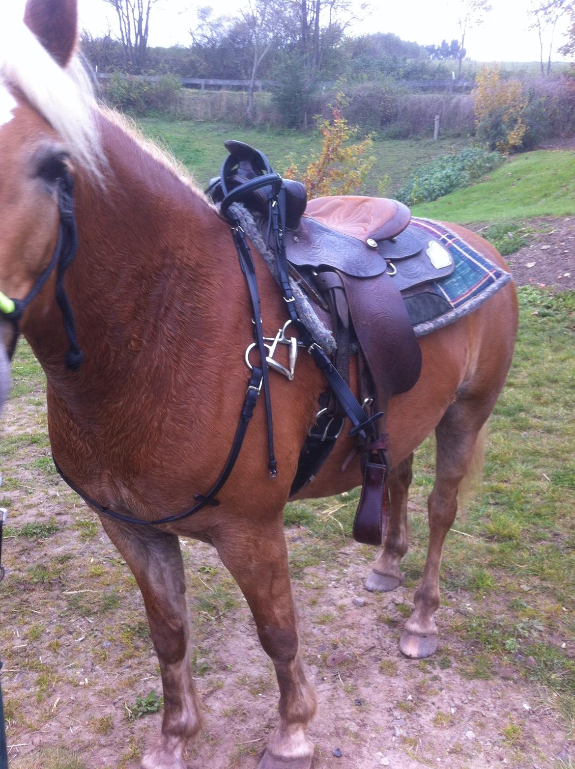 Haflinger Beauty billede 19