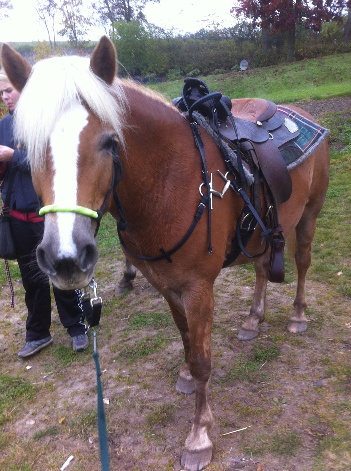 Haflinger Beauty billede 17