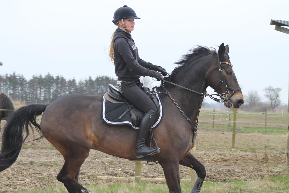 Hollandsk Varmblod Wilddancer billede 21