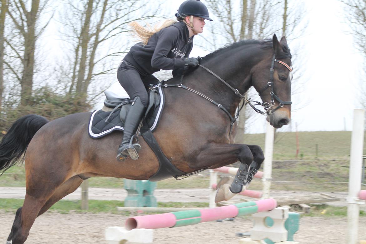 Hollandsk Varmblod Wilddancer billede 22