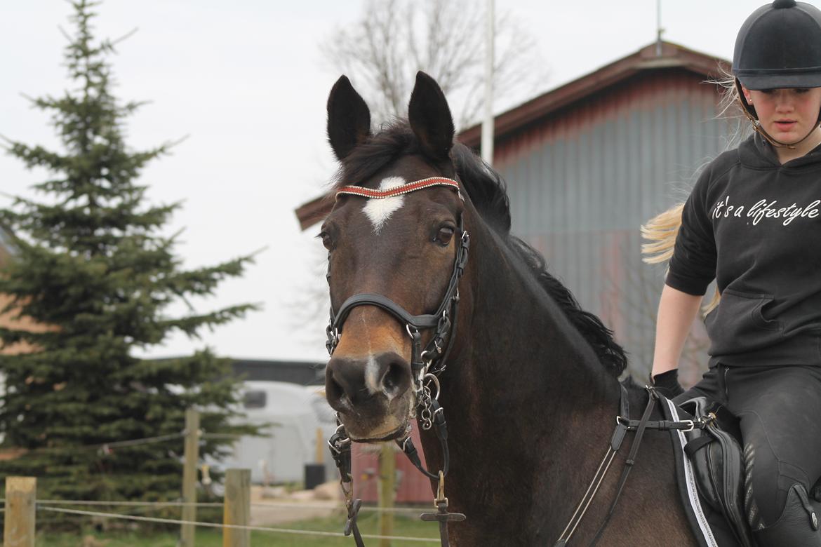 Hollandsk Varmblod Wilddancer billede 23