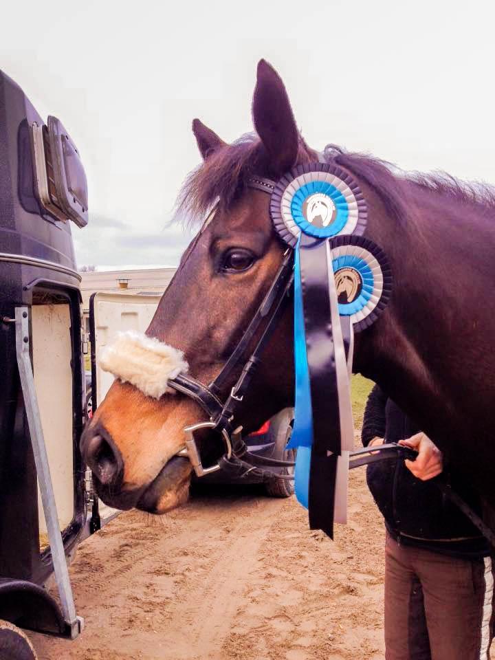 Anden særlig race Jasmindine Dandy billede 20