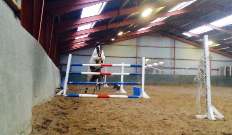 Pinto Randrupmølles Grace Kelly billede 12