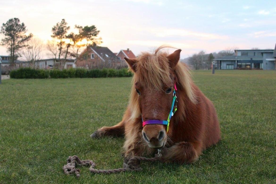 Shetlænder Pilagergårds Amanda billede 16