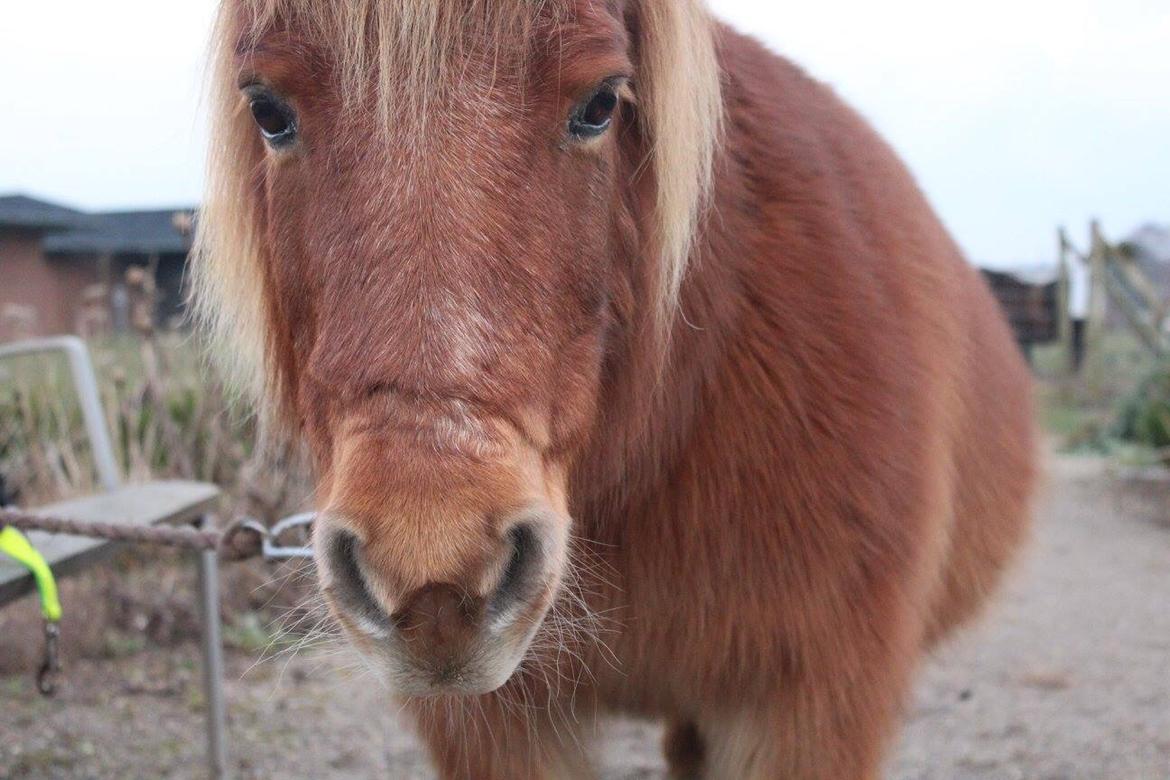 Shetlænder Pilagergårds Amanda billede 20