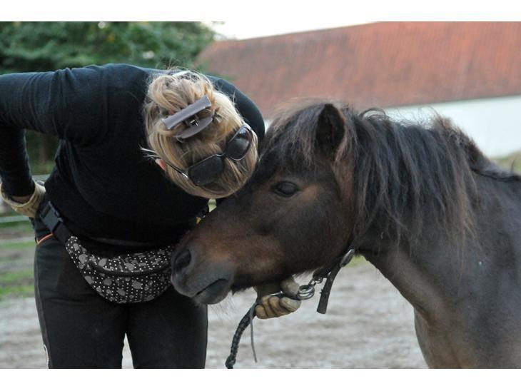 Shetlænder Nuller - Hyggetid efter løsspringning - d. 24.09.15 (Taget af Jette N.) billede 1