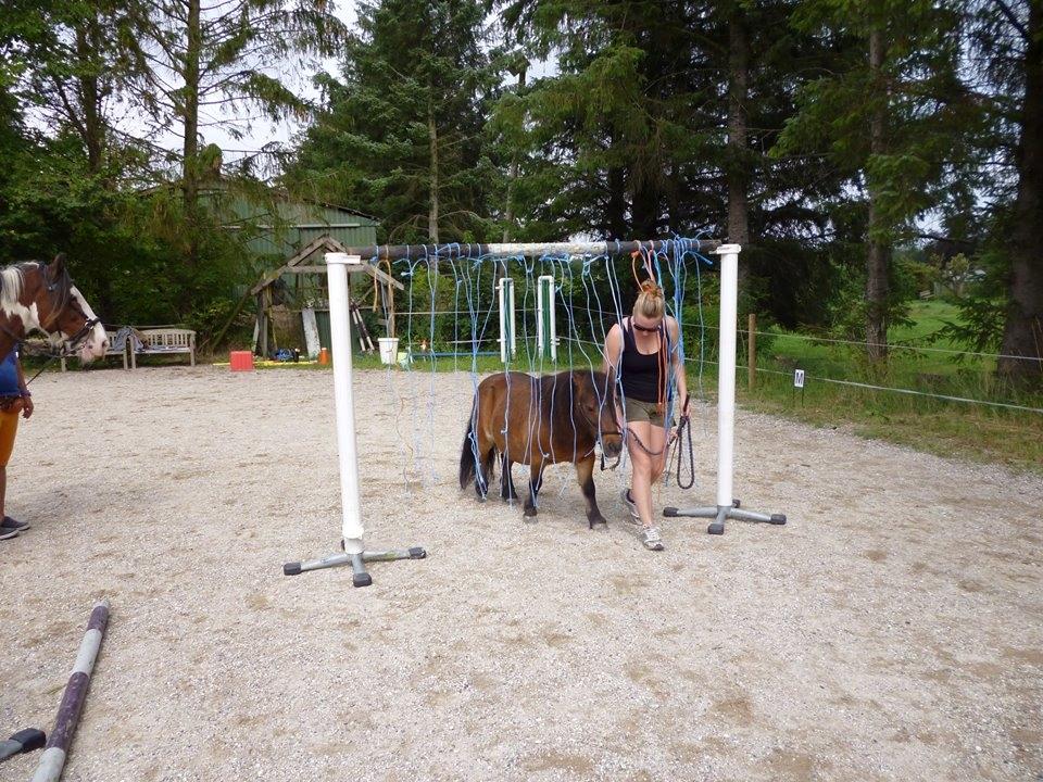 Shetlænder Nuller - Agilitytræning - d. 08.08.15 billede 7