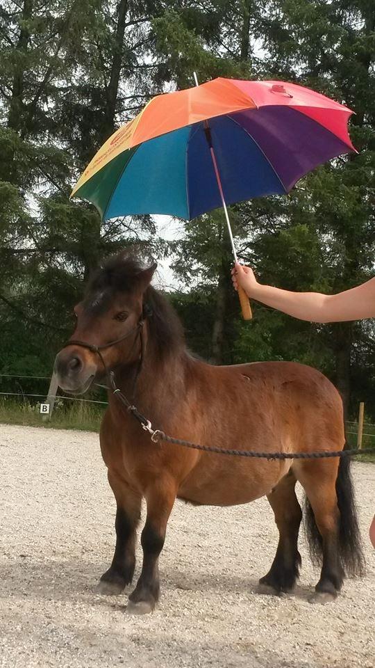 Shetlænder Nuller - Agilitytræning - d. 08.08.15 billede 9