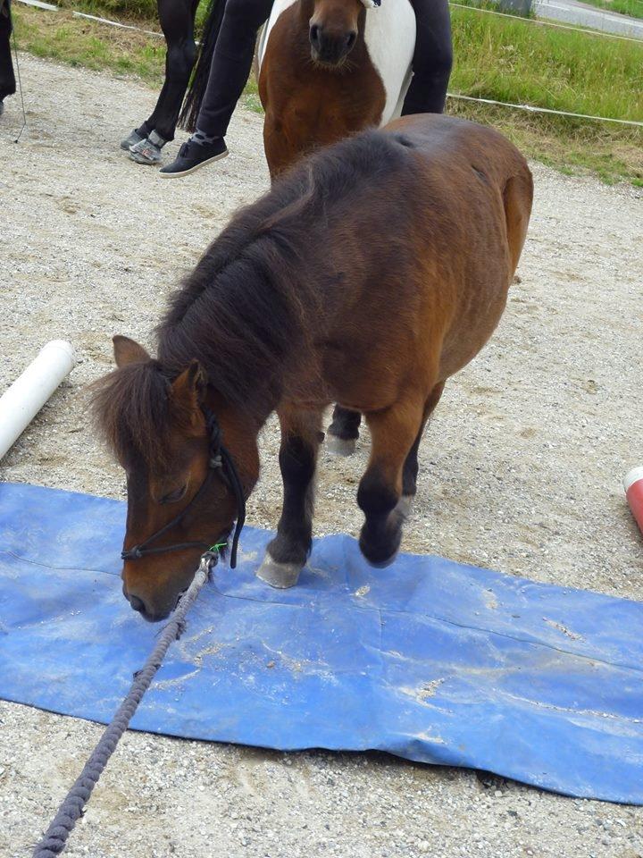Shetlænder Nuller - Agilitytræning - d. 08.08.15 billede 8