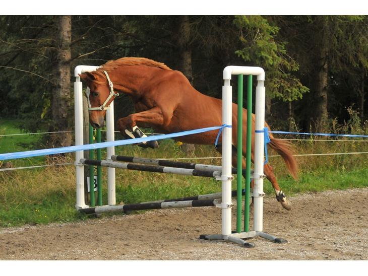 Fuldblod (XX) Maphard - Løsspring - d. 24.09.15 (Taget af Jette N.) billede 3