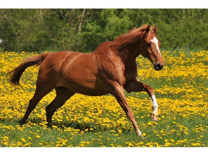 Fuldblod (XX) Maphard billede 9