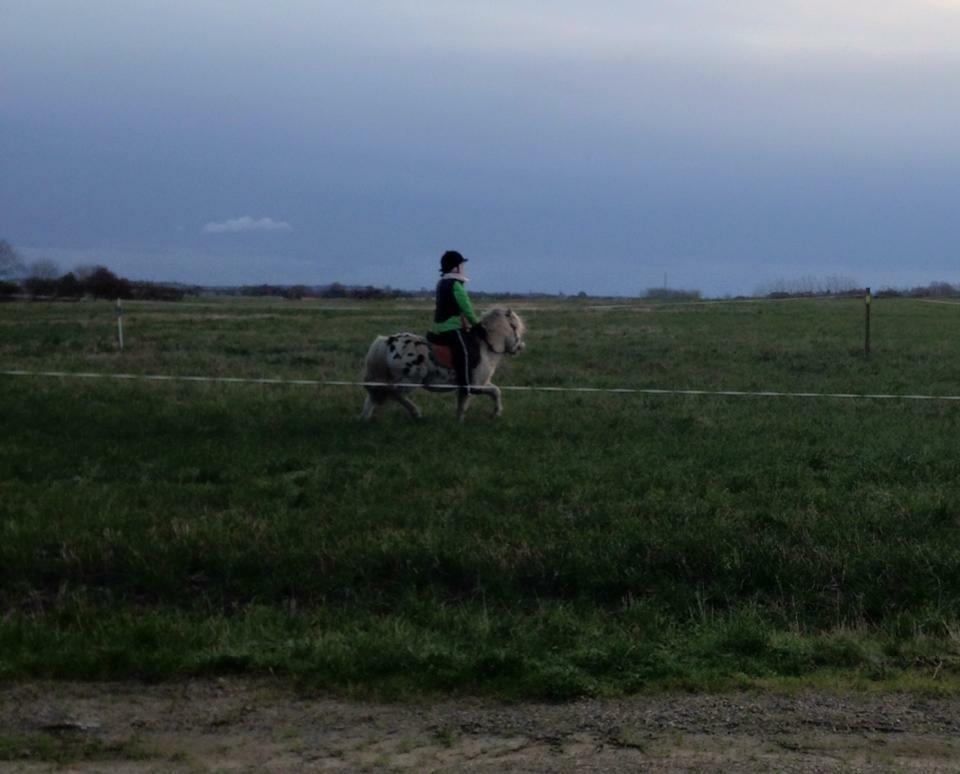 Knabstrupper Jack billede 1