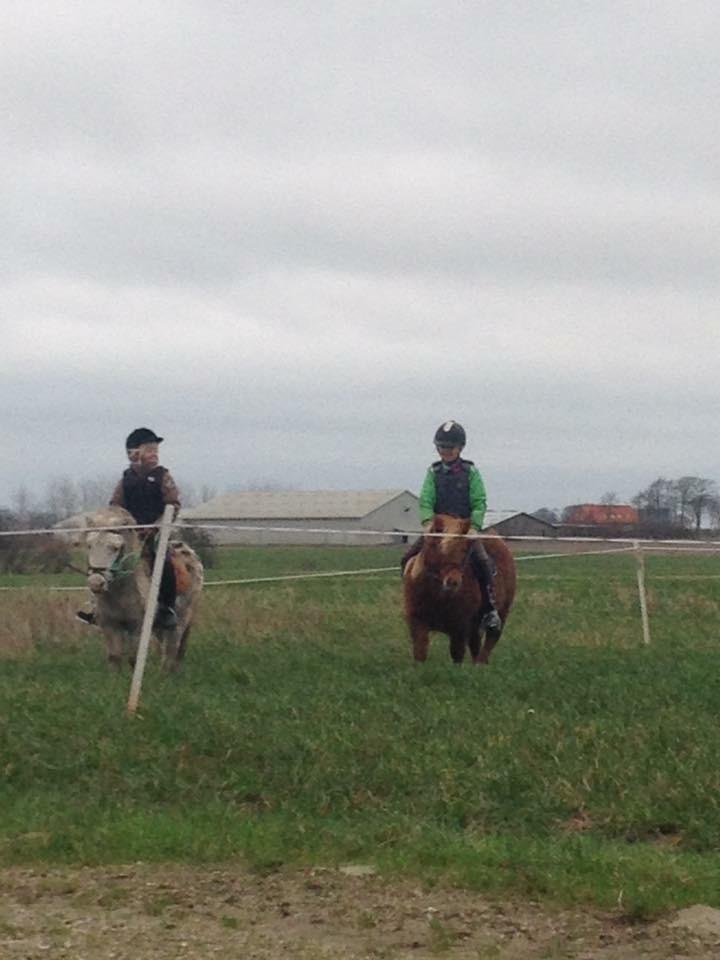 Knabstrupper Jack billede 2