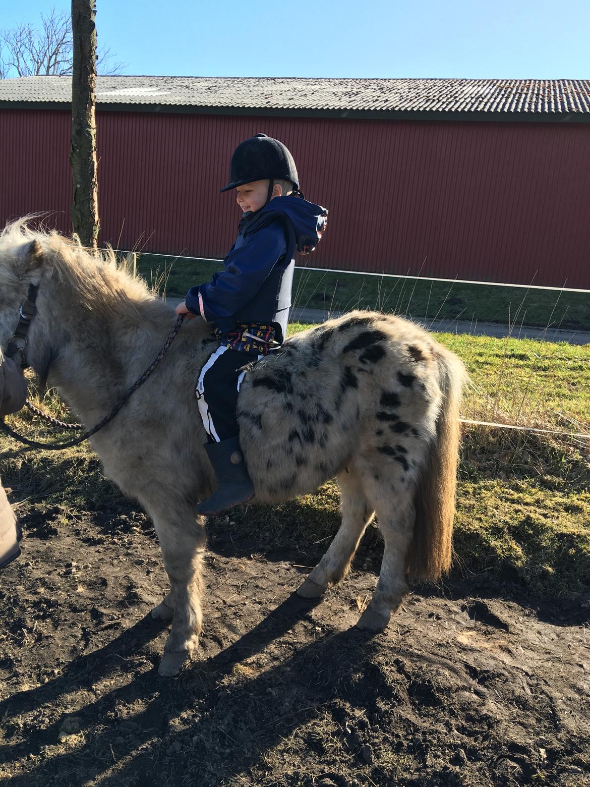 Knabstrupper Jack billede 3