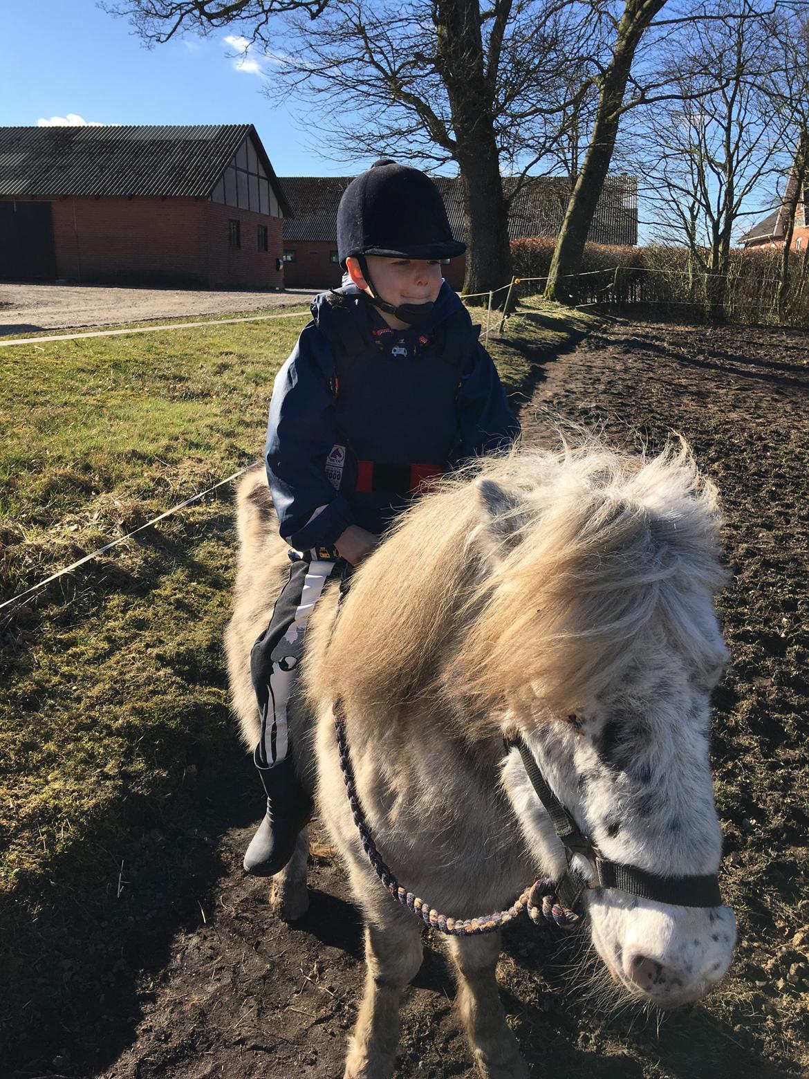 Knabstrupper Jack billede 4