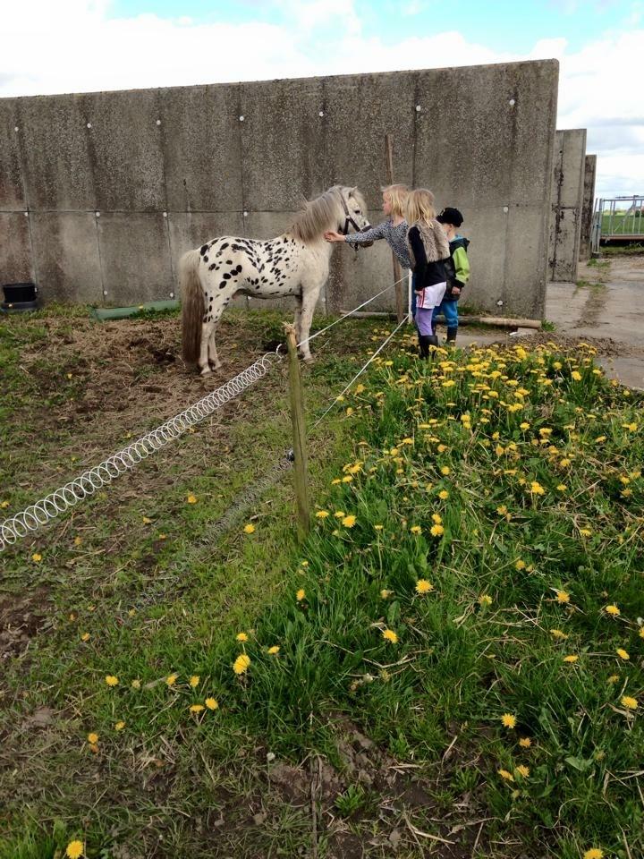 Knabstrupper Jack billede 5