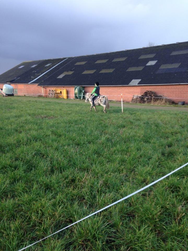 Knabstrupper Jack billede 6