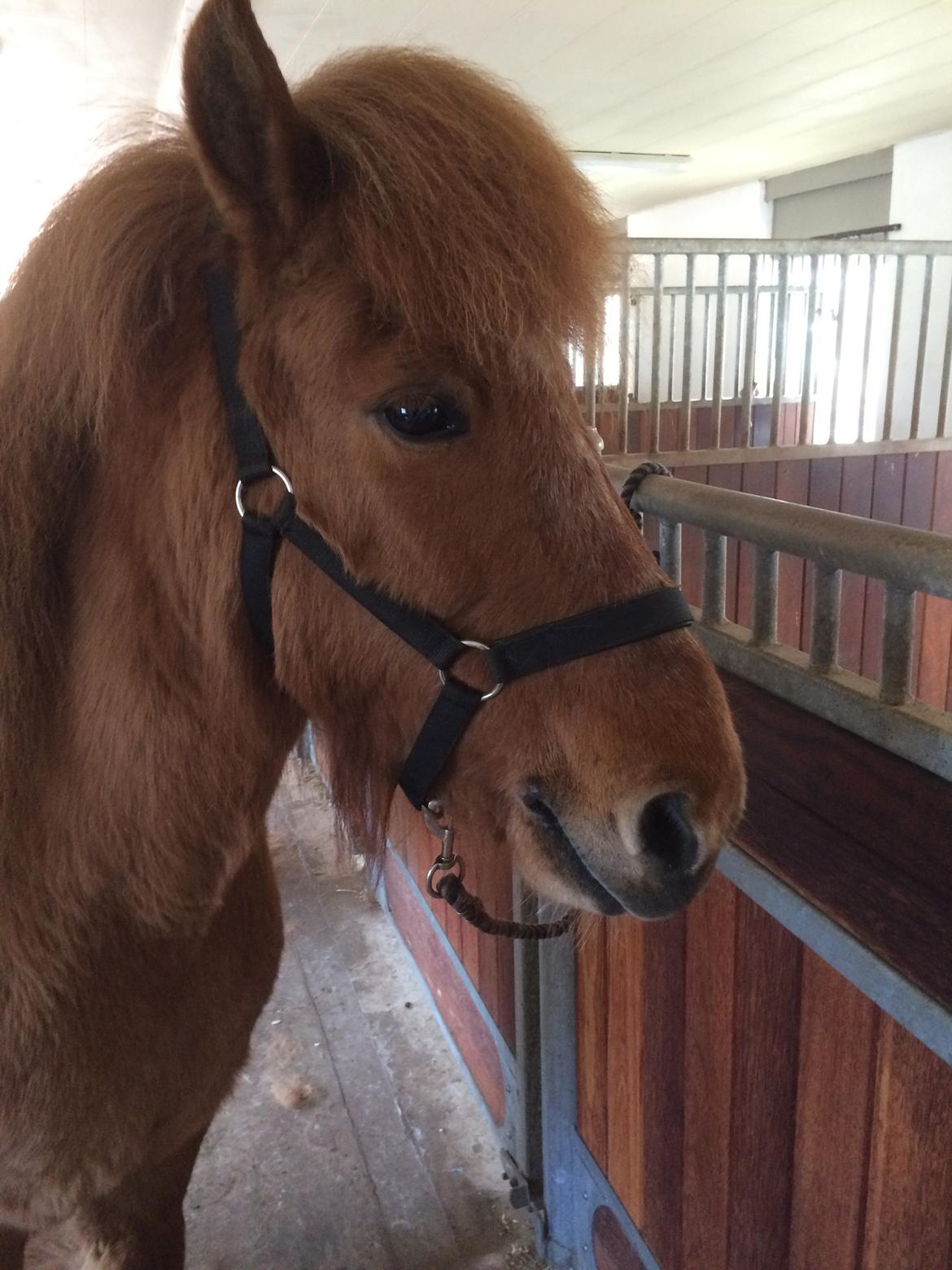 Islænder Glossa fra Eyfjord billede 7