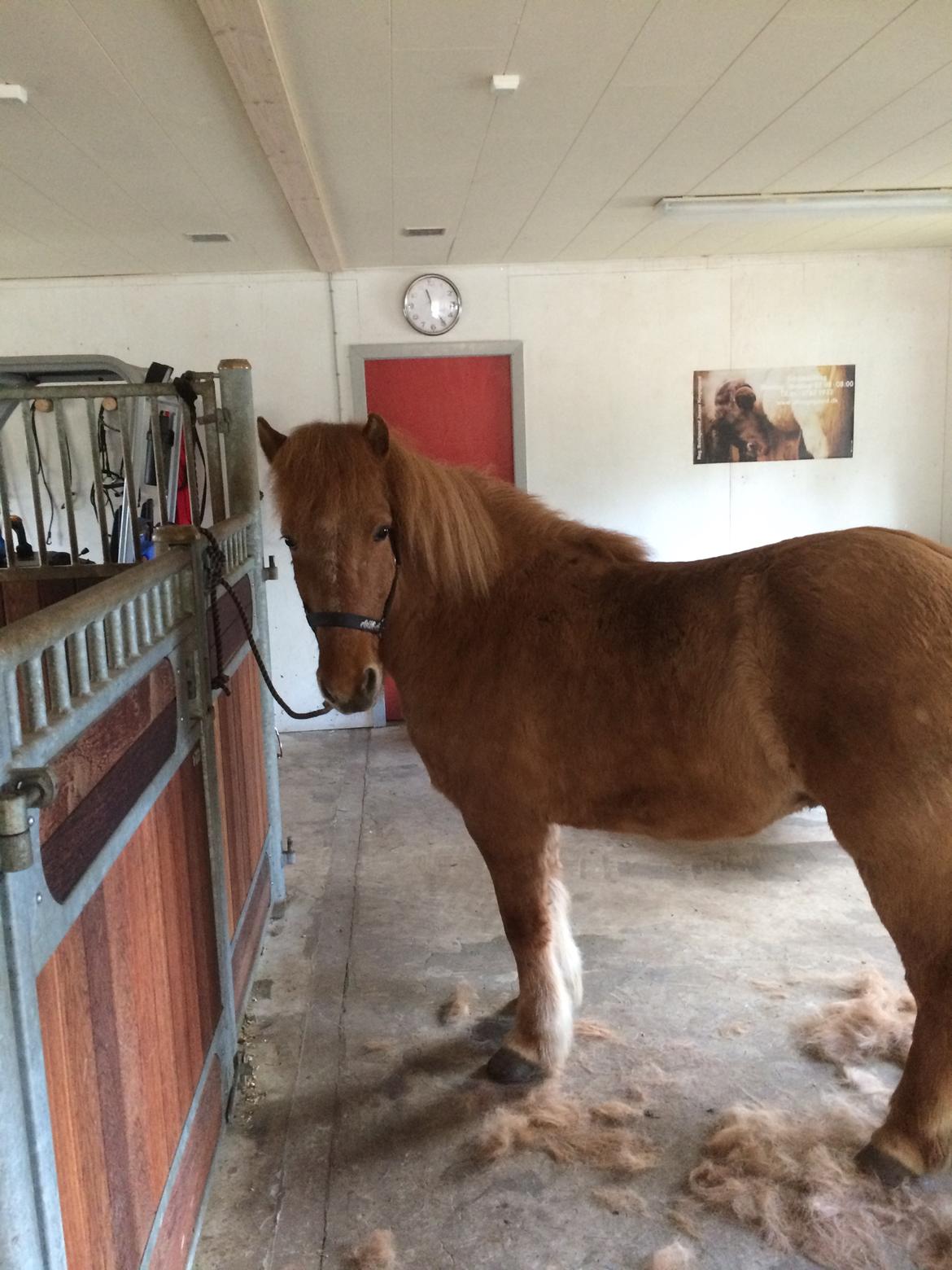 Islænder Glossa fra Eyfjord billede 9