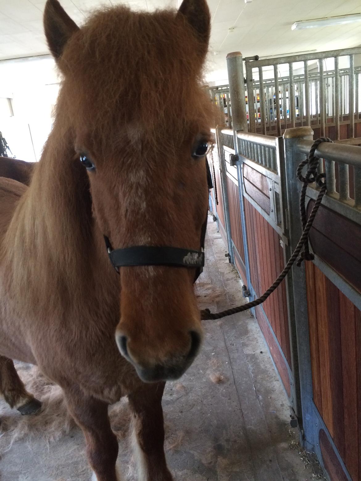 Islænder Glossa fra Eyfjord billede 8