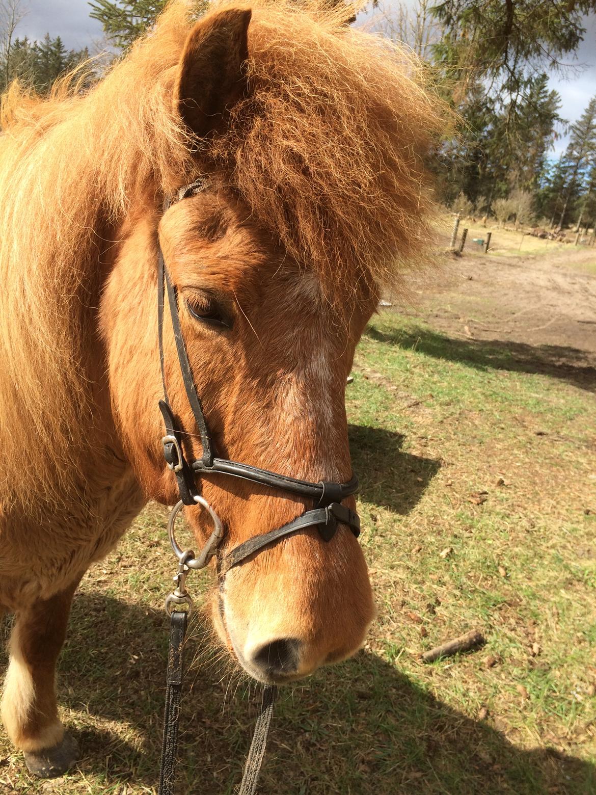 Islænder Glossa fra Eyfjord billede 10