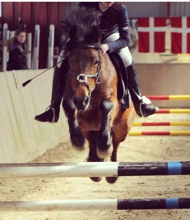 New Forest celine<3 billede 3