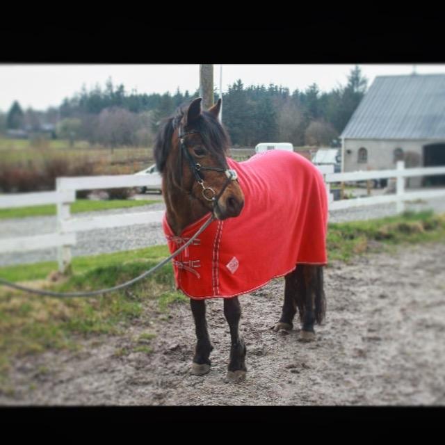 New Forest celine<3 billede 10