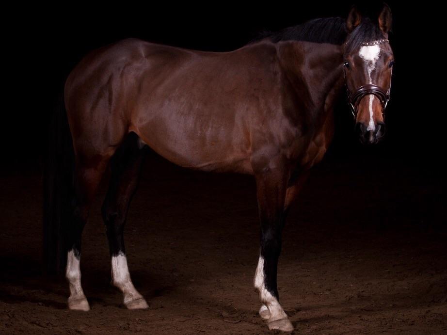 Dansk Varmblod M.B Ambition's Boy billede 2