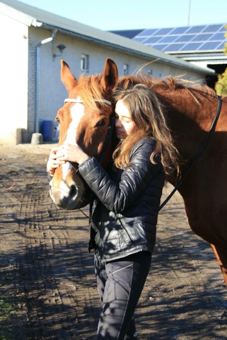 Dansk Varmblod Højgaards Rosinante billede 2