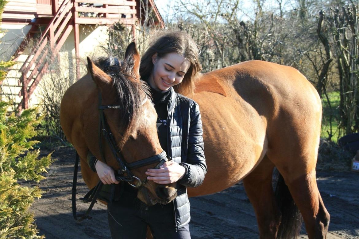 Anden særlig race Markes (pony) billede 10
