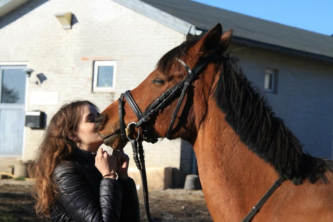 Anden særlig race Markes (pony) billede 13